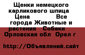 Щенки немецкого карликового шпица › Цена ­ 20 000 - Все города Животные и растения » Собаки   . Орловская обл.,Орел г.
